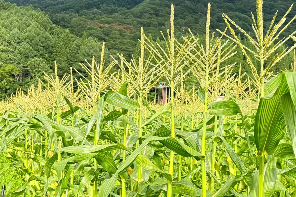 トウモロコシ畑の写真