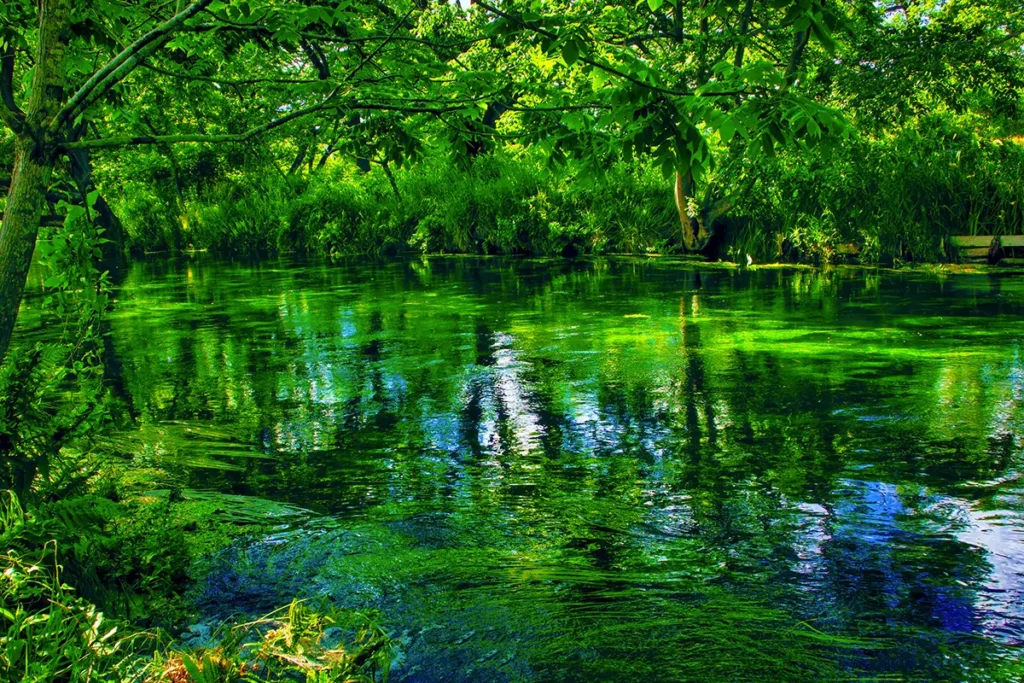 森林のイメージ