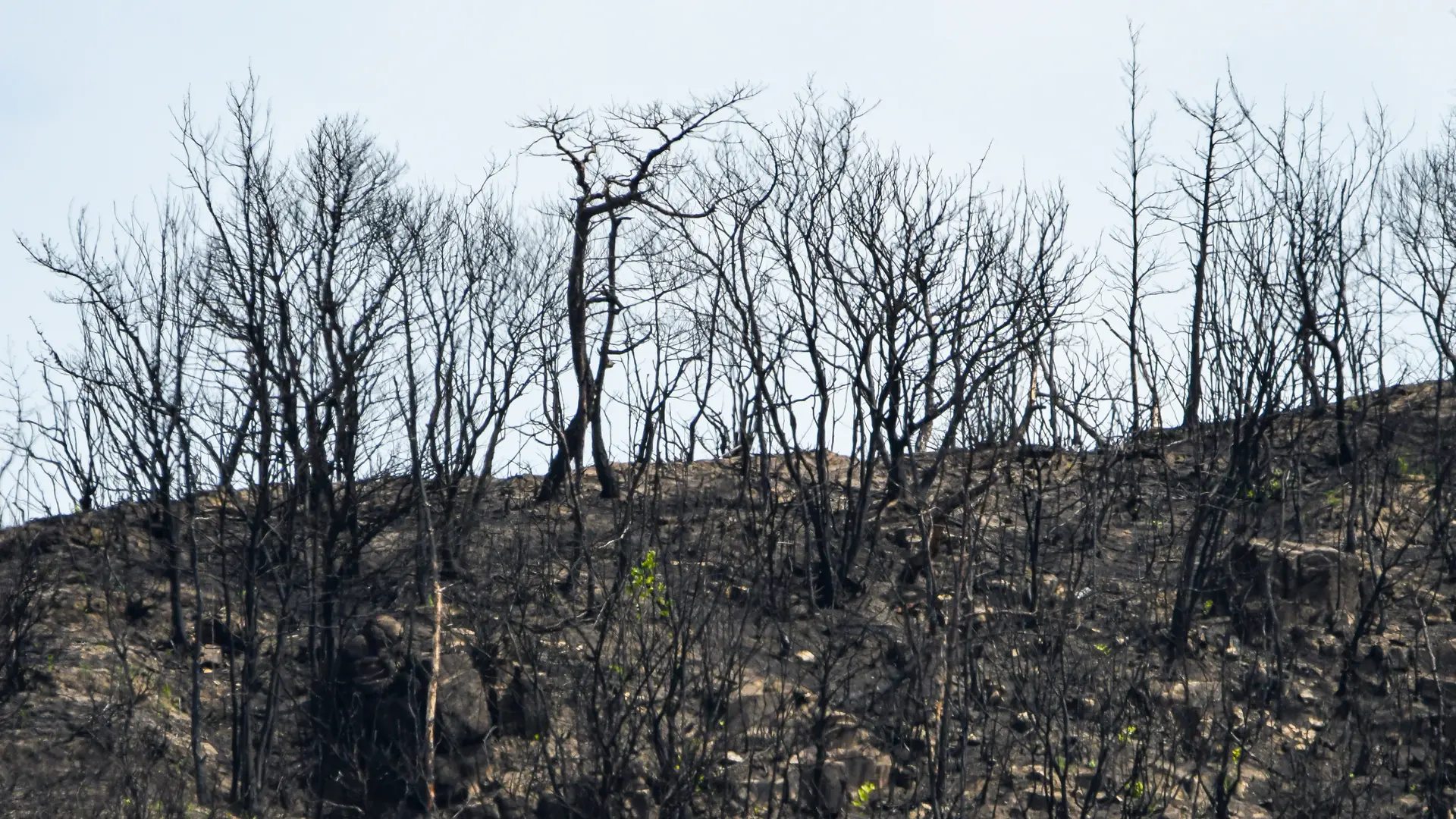 山火事