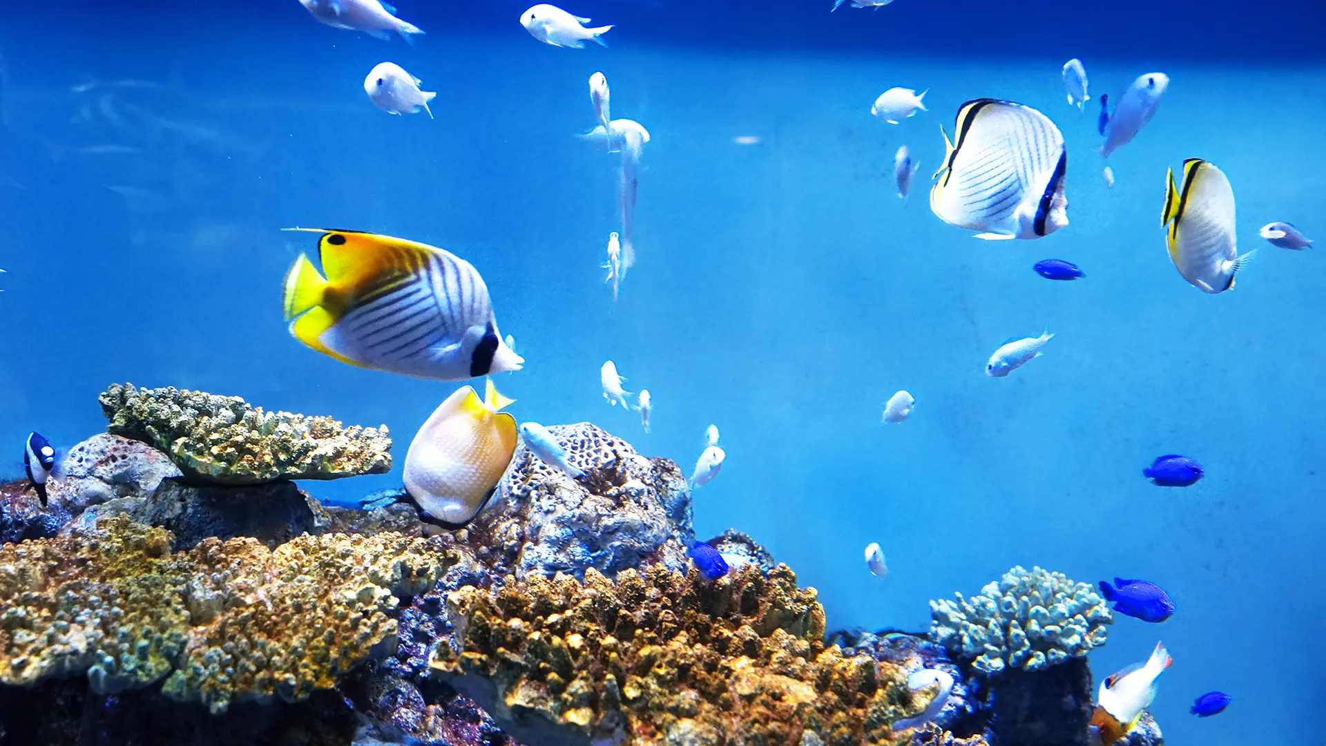 魚