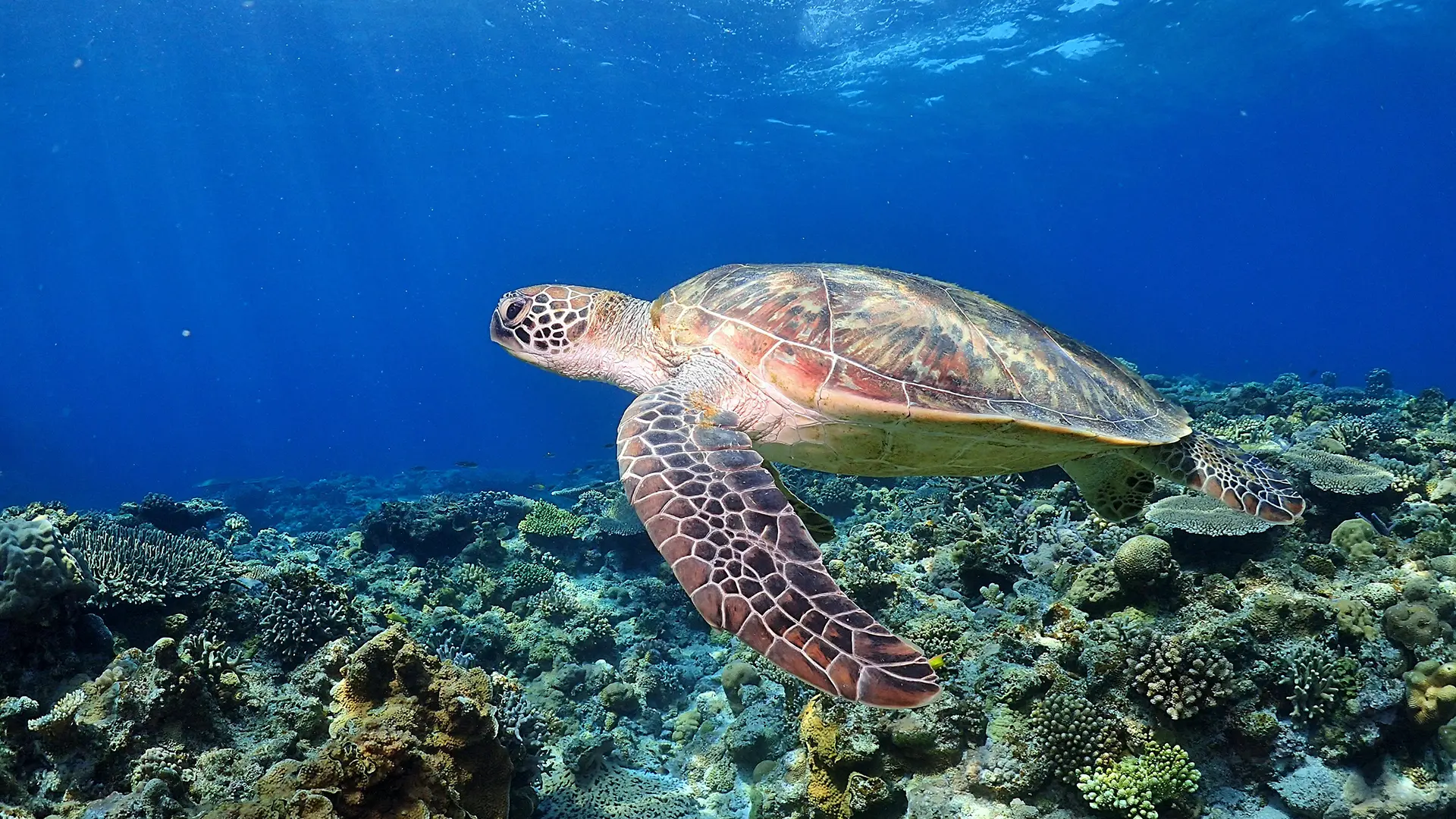 海亀
